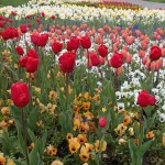 Tulpenpracht auf der Wilhelma Stuttgart, April 2016 | Foto: Heike Sichting Tulpenpracht auf der Wilhelma Stuttgart, April 2016 | Foto: Heike Sichting