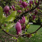 Magnolienblüte auf der Wilhelma Stuttgart, April 2016 | Foto: Heike Sichting Magnolienblüte auf der Wilhelma Stuttgart, April 2016 | Foto: Heike Sichting