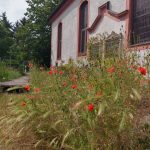 Pfingstmohn 2019 | Foto: Jürgen Busch Pfingstmohn 2019 | Foto: Jürgen Busch