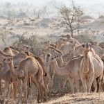 Oman
